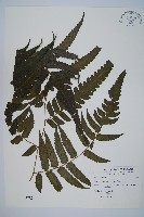 藏品(烏來雙蓋蕨)的圖片