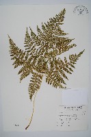 藏品(毛苞擬複葉耳蕨)的圖片