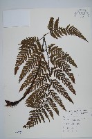 藏品(落鱗鱗毛蕨)的圖片