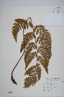 藏品(落鱗鱗毛蕨)的圖片