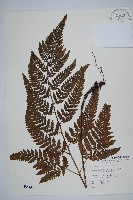 藏品(落鱗鱗毛蕨)的圖片