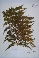 藏品(熱帶鱗蓋蕨)的圖片