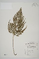 藏品(骨碎補鐵角蕨)的圖片