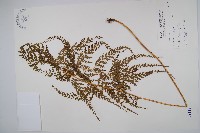 藏品(烏蕨)的圖片