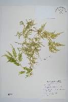 藏品(全緣卷柏)的圖片