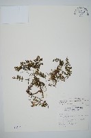 藏品(南海瓶蕨)的圖片