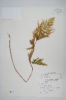 藏品(疏羽半邊旗)的圖片