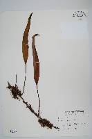 藏品(石葦)的圖片