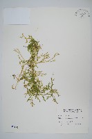 藏品(日本卷柏)的圖片