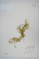 藏品(日本卷柏)的圖片