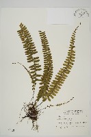 藏品(生芽鐵角蕨)的圖片