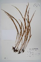 藏品(書帶蕨)的圖片