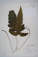 藏品(聖蕨)的圖片