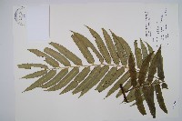 藏品(觀音座蓮)的圖片