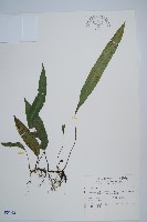 藏品(單葉雙蓋蕨)的圖片