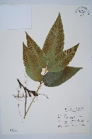 藏品(細柄雙蓋蕨)的圖片