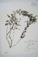 藏品(南海瓶蕨)的圖片