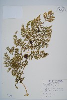 藏品(稀子蕨)的圖片