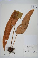 藏品(盧山石葦)的圖片