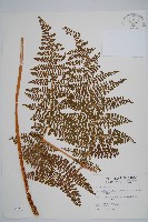 藏品(魚鱗蕨)的圖片