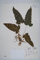 藏品(聖蕨)的圖片