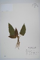藏品(聖蕨)的圖片