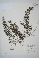 藏品(瓶蕨)的圖片