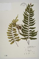 藏品(剪葉鐵角蕨)的圖片