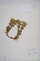藏品(長柄千層塔)的圖片
