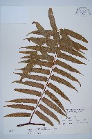 藏品(黑桫蕨)的圖片