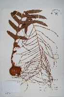 藏品(連珠蕨)的圖片