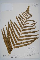 藏品(大葉毛蕨)的圖片