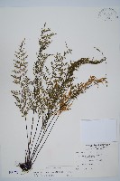 藏品(威氏鐵角蕨)的圖片