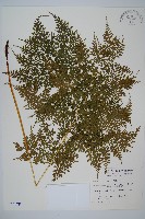 藏品(彎柄假複葉耳蕨)的圖片