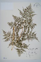 藏品(彎柄假複葉耳蕨)的圖片