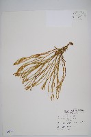 藏品(銳葉石松)的圖片