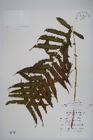 藏品(大葉毛蕨)的圖片