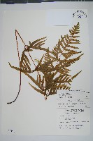 藏品(疏羽半邊旗)的圖片