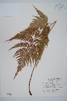 藏品(小葉複葉耳蕨)的圖片