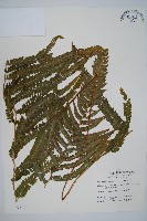 藏品(光葉鱗蓋蕨)的圖片