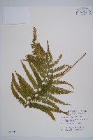 藏品(粗毛鱗蓋蕨)的圖片