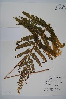 藏品(粗毛鱗蓋蕨)的圖片