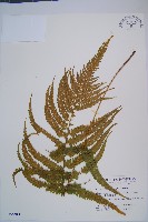 藏品(粗毛鱗蓋蕨)的圖片