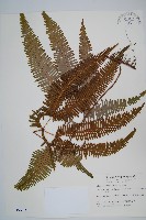 藏品(芒萁)的圖片