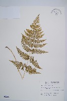 藏品(粗柄毛冷蕨)的圖片