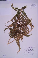 藏品(粗毛鱗蓋蕨)的圖片