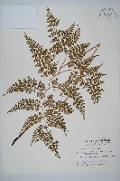 藏品(彎柄假複葉耳蕨)的圖片