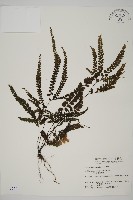 藏品(毛葉鐵線蕨)的圖片