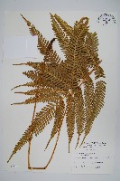 藏品(傅氏鳳尾蕨)的圖片