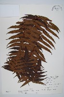 藏品(黑桫蕨)的圖片